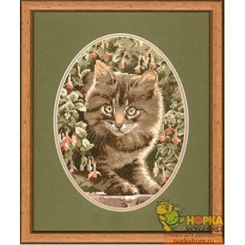 Tabby Kitten 